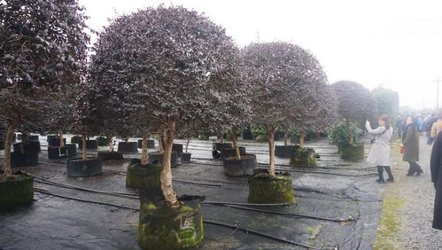 实地参观考察 植物新品种的浙江力量与园林绿化工程