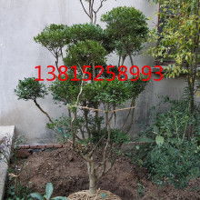 嫩江县通达苗木绿化有限责任公司 专业苗木花卉培育与园林绿化服务