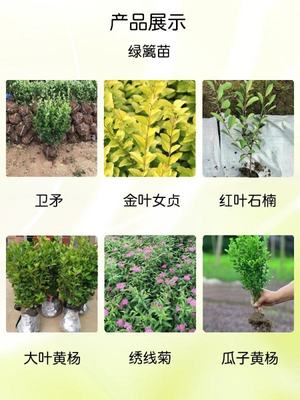 无刺构骨 四季常绿，打造高品质小区园林绿化造景