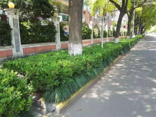 佛山市升级移动美化道路绿化带，引领园林绿化工程新潮流