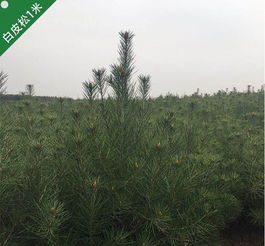 陕西钰尚园林绿化工程有限责任公司 塑造生态与美学的绿色空间