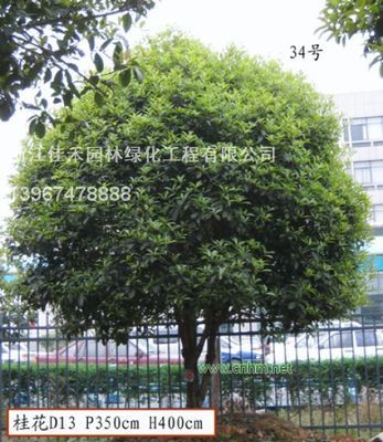 精品桂花 浙江佳禾园林绿化工程的绿化瑰宝