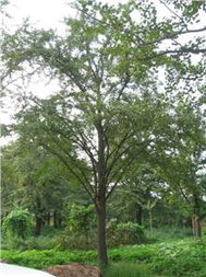 徐州市易为春园林绿化工程 生态与美学的完美融合