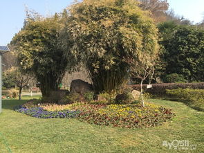 庭院养护与园林绿化工程施工全攻略