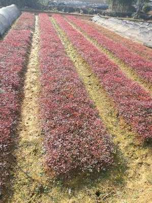 湖南园林绿化产业链 从沙市苗圃到城市花园的繁荣生态