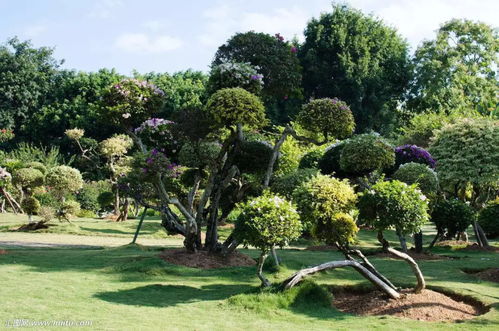 苗圃管理的五大铁律 园林绿化工程的关键实践